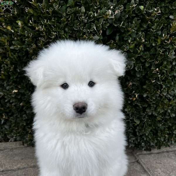 Archie, Samoyed Puppy